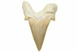 Fossil Shark Tooth (Otodus) - Morocco #226904-1